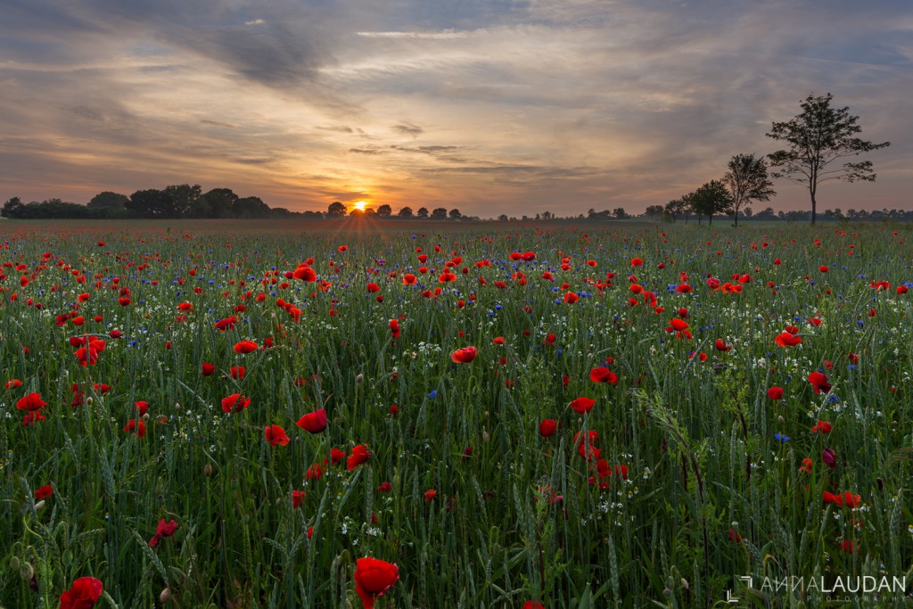 Field of poppies with cornflowers