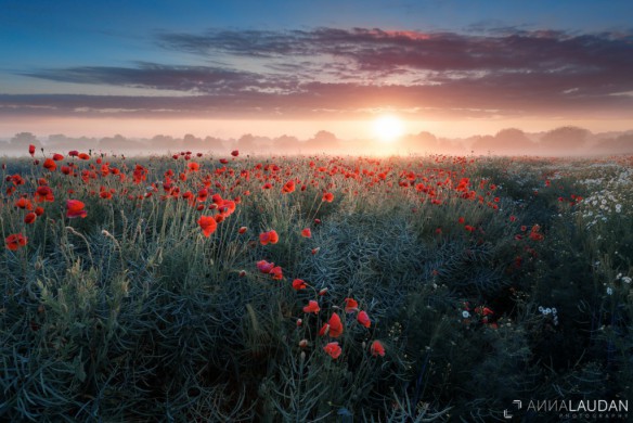 Foggy sunrise over a field of poppies