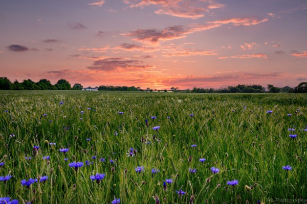 Sunset over field of cornflowers