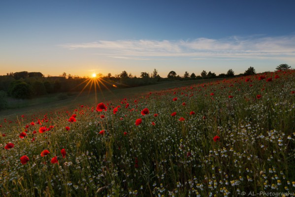 Sunset over field of poppies