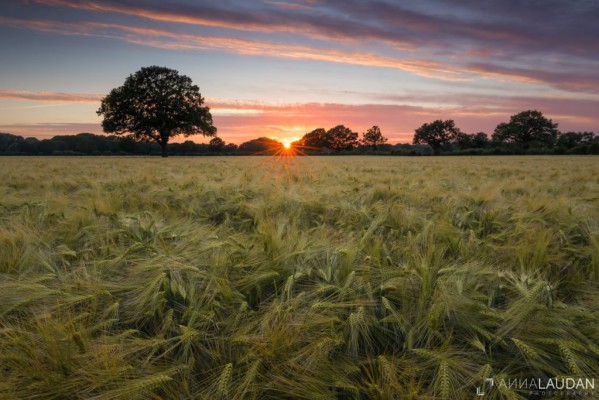 Colorful sunset over a field of barley