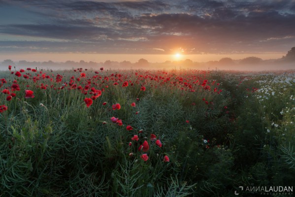 Dramatic sunrise over a field of poppies